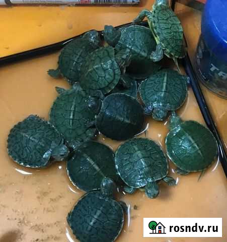 Красноухая черепаха Анапа - изображение 1