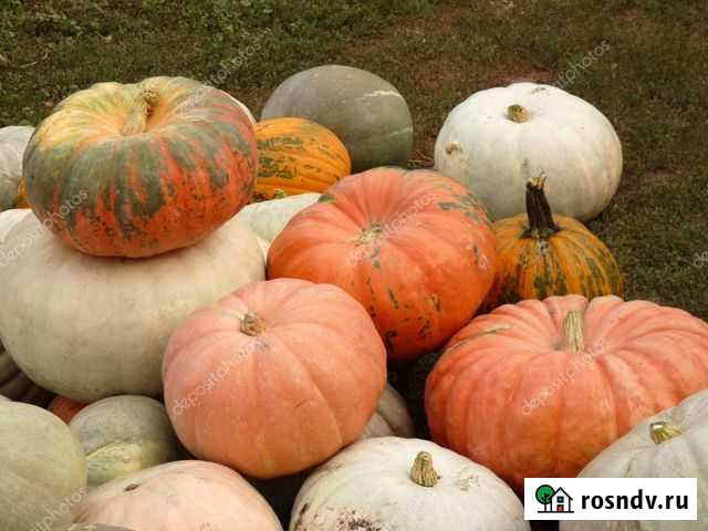 Тыква Бор - изображение 1