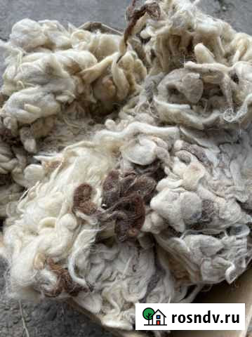Шерсть овечья Казанская - изображение 1
