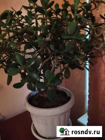 Толстянка, денежное дерево Калуга - изображение 1