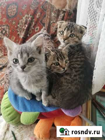 Котята Богучар - изображение 1