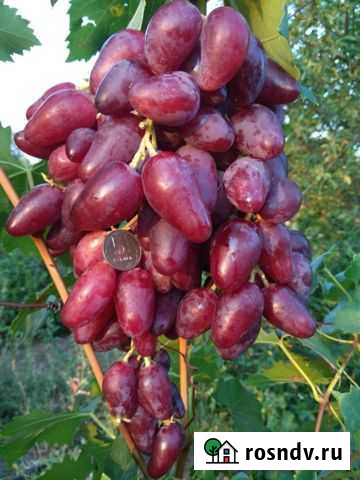 Виноград саженцы Ленинградская - изображение 1
