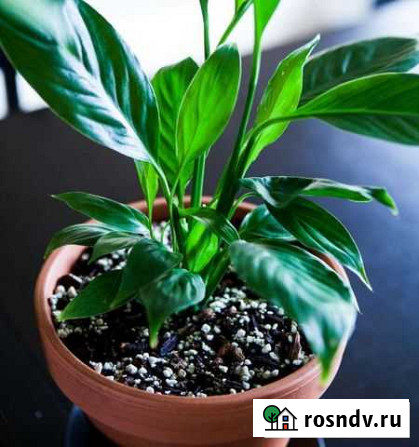Спатифиллум Мончегорск - изображение 1