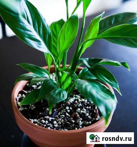 Спатифиллум Мончегорск - изображение 1