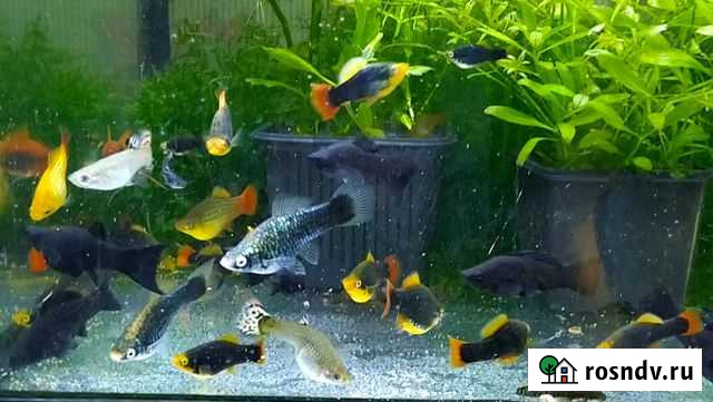 Пецилия - Моли - Анцитрус Иваново - изображение 1