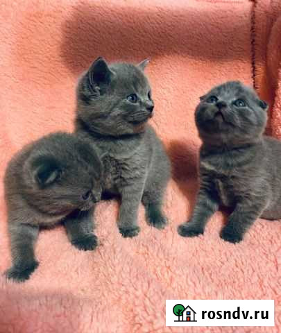 Шотландские котята Дубовое - изображение 1