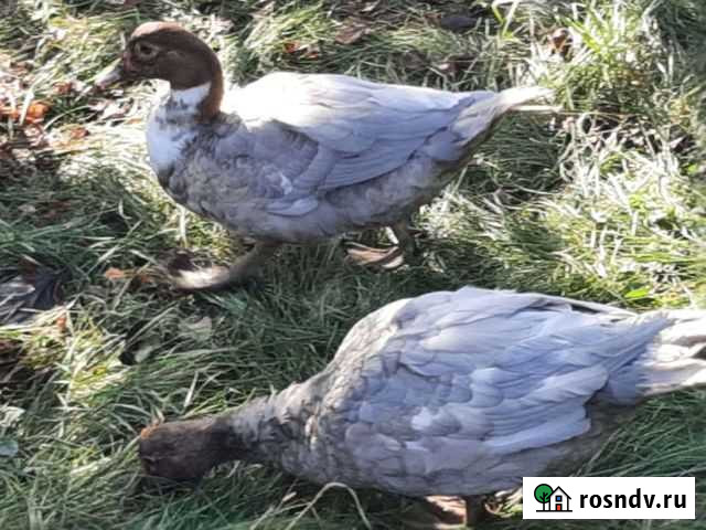 Индо уточки на племя. Можно подобрать семью, обмен Майкоп - изображение 1