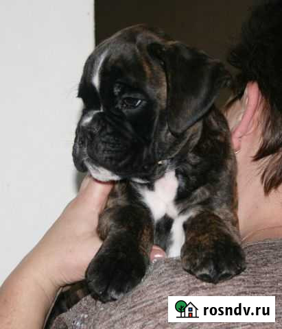 Щенки боксёра Киржач - изображение 1