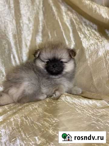 Шпиц Новосибирск - изображение 1