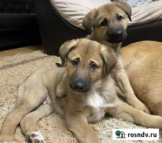 Щенок Рыльск - изображение 1