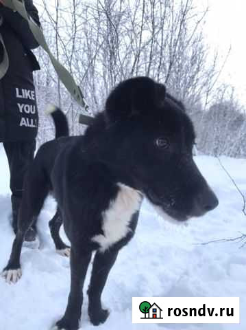 Добрая собака с трагичной судьбой Санкт-Петербург - изображение 1