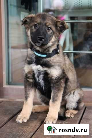 Щенки в добрые руки Нижний Новгород - изображение 1