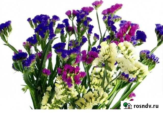 Статице сузоцветы Курск - изображение 1