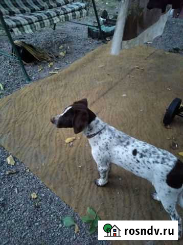 Собаки бесплатно в добрые руки щенки Ростов-на-Дону - изображение 1