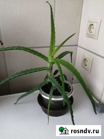 Алоэ Ступино - изображение 1