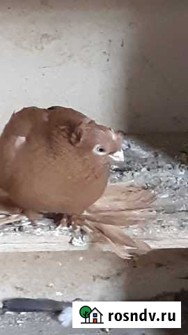 Голуби Обоянь - изображение 1