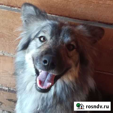 В Добрые руки Иркутск - изображение 1