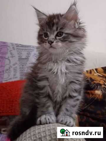 Мейн-Куны котята продаются Екатеринбург - изображение 1