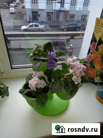 Фиалки Петрозаводск - изображение 1