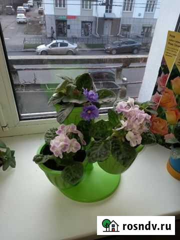 Фиалки Петрозаводск - изображение 1