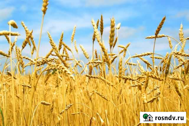 Зерно:Пшеница,Ячмень,Овёс,Кормосмесь,Рожь,Кукуруза Нижнекамск - изображение 1