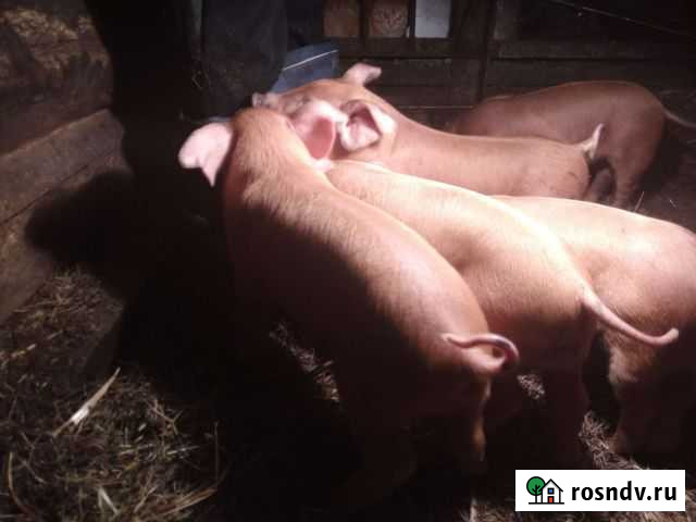 Поросята Томск - изображение 1