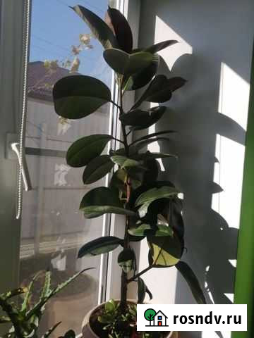 Фикус Тахтамукай - изображение 1