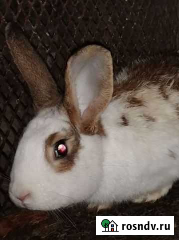 Кролики Таганрог - изображение 1