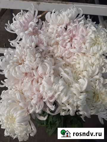 Цветы хризантемы с доставкой Чернянка - изображение 1