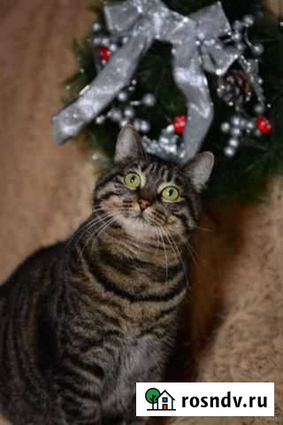 Отдам кошечку Софу Петропавловск-Камчатский - изображение 1