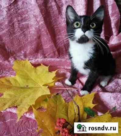 Котенок Люберцы