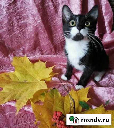 Котенок Люберцы - изображение 1