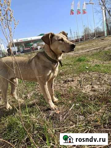 Собака в добрые руки привезу Казань - изображение 1