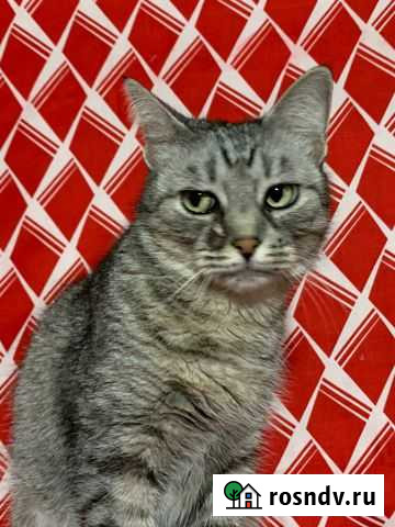 Августа Каменск-Шахтинский - изображение 1