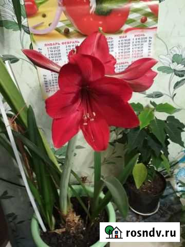 Гиппиаструм Смоленск - изображение 1