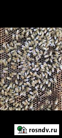 Пчёлы в ульях Новосиньково - изображение 1