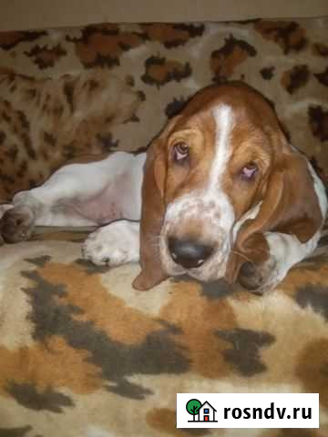 Бассет Барнаул - изображение 1