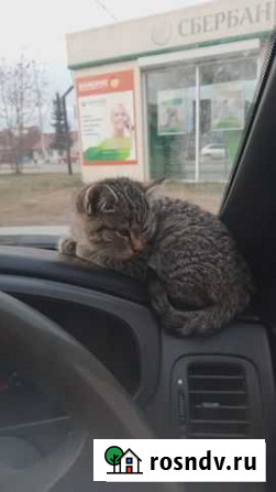 Котята в добрые руки Емельяново - изображение 1