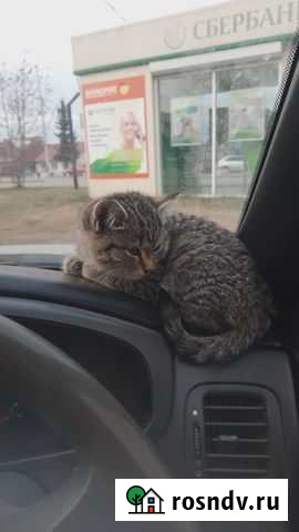 Котята в добрые руки Емельяново - изображение 1