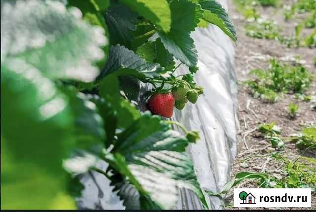 Работа в поле Ревда - изображение 1