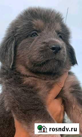 Щеночки- тибетики Бирск - изображение 1