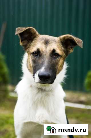 Амурик замерзает в частном Приюте Долгопрудный - изображение 1