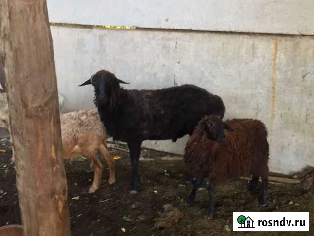 Овцы бараны Фастовецкая - изображение 1