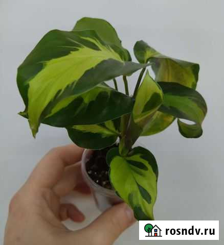 Марантовые #2 Мурманск - изображение 1