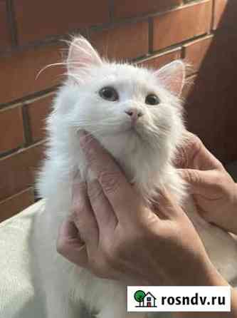 Котята в добрые руки Краснодар