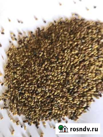 Продам семена люцерны Комсомолец - изображение 1