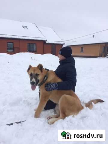 Щенок кавказского волкодава Валуйки - изображение 1