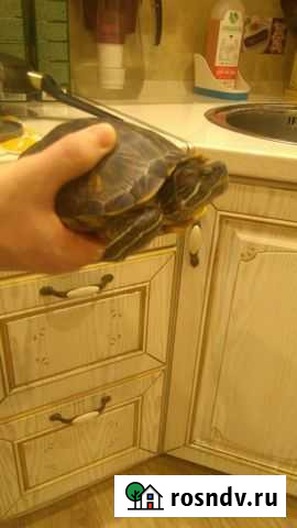 Отдам в добрые руки черепах Санкт-Петербург - изображение 1