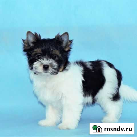 Очаровательные девочки, цветные йорки Самара - изображение 1