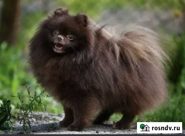 Шпиц Буревестник - изображение 1